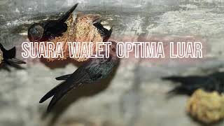 Download lagu Suara Panggil Walet Optima - Made With Sinar Mahakam mp3