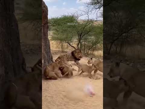 warthog pranks with lions😜😂#funny #comedy #wildlife