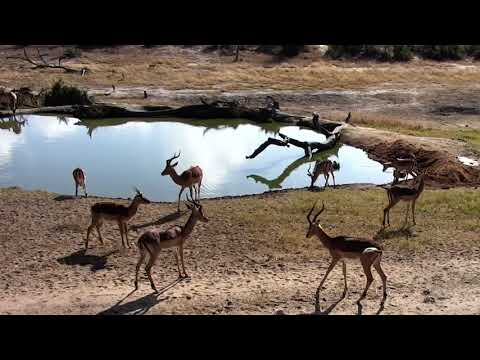 Djuma: Large Impala herd coming to drink - 08:42 - 08/28/18