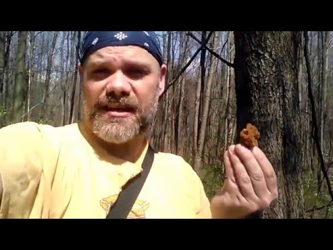 False Morel Identification with The Mushroom Hunter