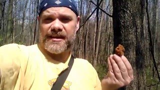 False Morel Identification with The Mushroom Hunter