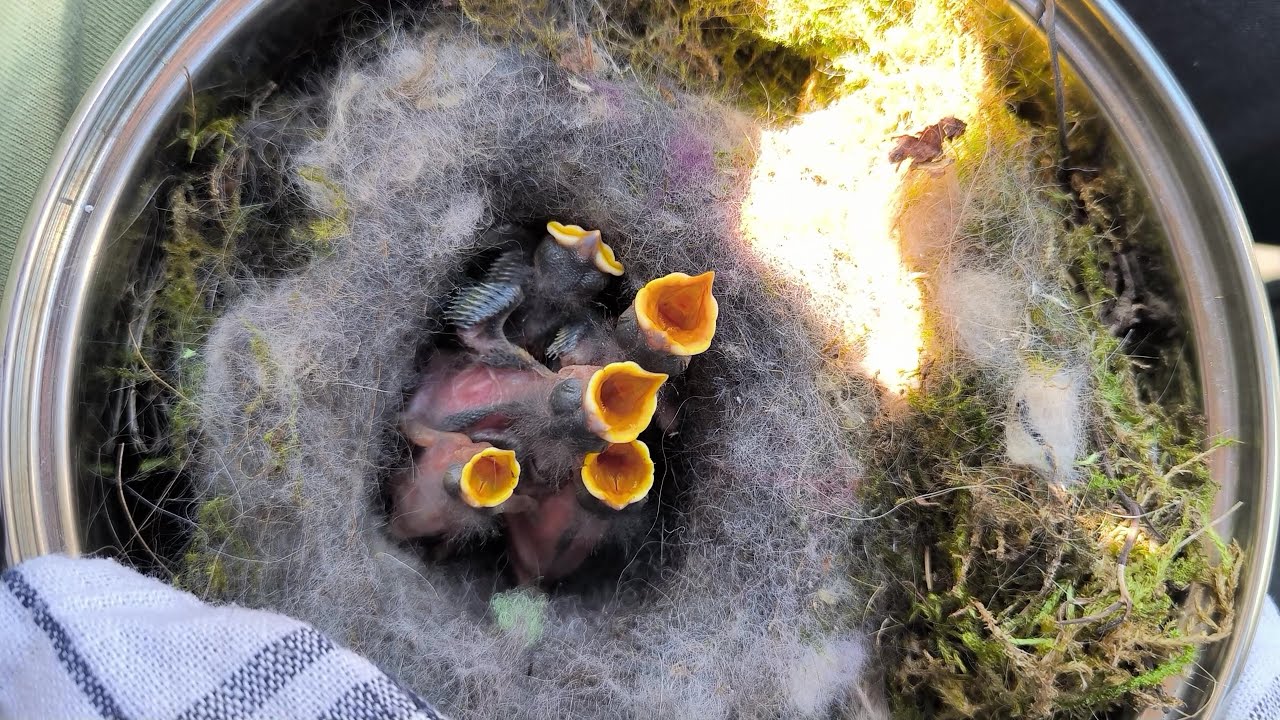 Desaster im Nistkasten Radio Siegen - Küken ohne Mutter! | 10.05.2025