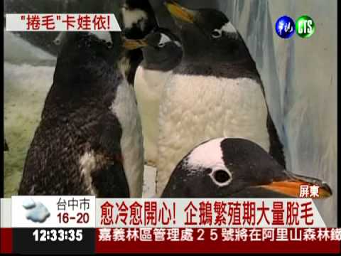 企鵝換捲毛裝 頭頂好龐克!