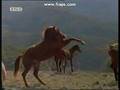 Yarraman Movie The Silver Brumby