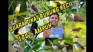 Download lagu SUARA PIKAT BURUNG KECIL PALING AMPUH mp3