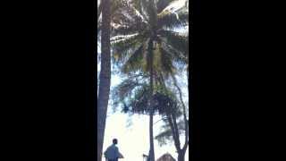 preview picture of video 'Kenia Diani Sea Lodge Gärtner klettert auf Palme'
