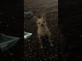 UFO CHIHUAHUA FROM SPACE ALIEN CHIHUAHUA