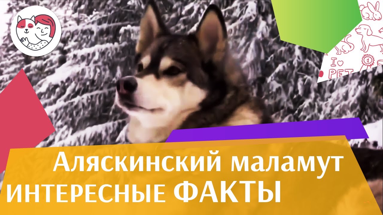 Аляскинский маламут Интересные факты на iLikePet