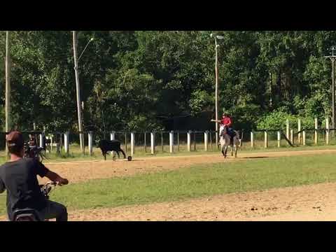 Major do Recanto Crioulo - N1 Cavalos