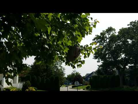 Hornets Nest High Up in Tree in Wall Township, NJ