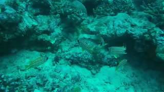 Oriental Sweetlips at the Coral Gardens, Seychelles