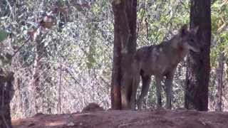 preview picture of video 'Tirupathi Zoo Videos - Wolf'