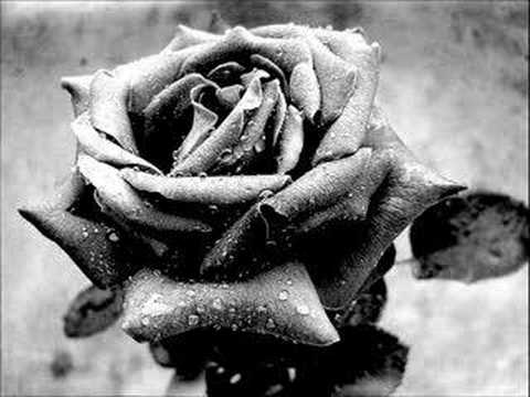 Nilo & Ramo seNi sewioM