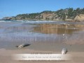Mass fish deaths, Tathra Beach, Australia - by Keva ...