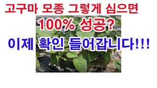 고구마 모종 그렇게 심으면 한 포기도 안 죽게 심을 수 있다고 하였는데, 이제 확인 들어갑니다.(고구마 재배…