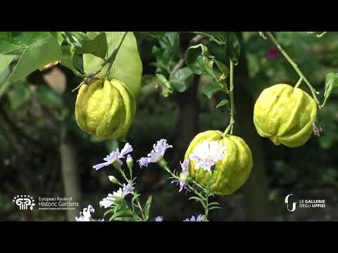 Boboli Gardens Euro Route