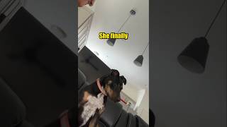 This Dog Gets Super Awkward When You Stare at It 😂