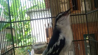 Download lagu PANCINGAN KAPASAN KEMIRI cepat nyaut mp3