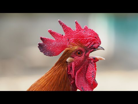 image-Where do chickens and roosters live?
