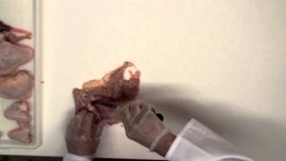 How to Cut a Whole Chicken