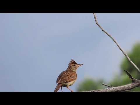 Rufous-naped Lark calling and wing flapping with his crest raised. 🥰