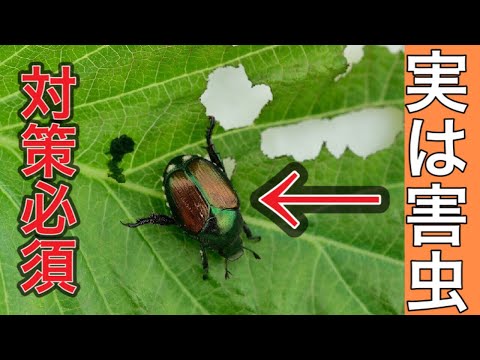 害虫、少し黄色がかったコガネムシ