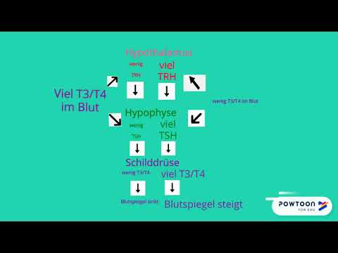 Der Regelkreis - Hypothalamus, Hypophyse, Schilddrüse - Erklärvideo