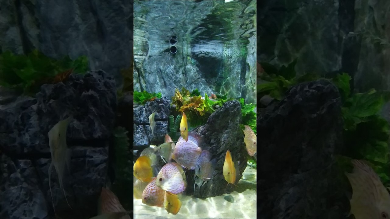 YouTube Short thumbnail