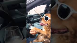 Stand by me dog version.