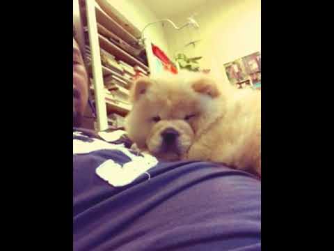鬆獅犬 堡堡 淘氣 撒嬌