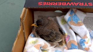 Baby Miner Bird Fell Out Of Its Nest Way Too Early | Watch What Happens Next
