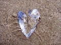 Hawksley Workman - Don't Be Crushed (CD verision)