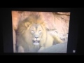 Barney Let S Go To The Zoo Song 9 Everybody Needs A Nap