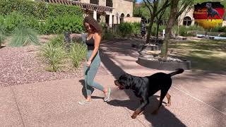 Von Heiple Rottweilers Training