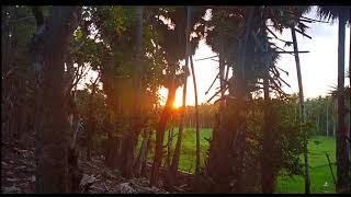 Download lagu pemandangan sawah menghijau di sore hari mp3