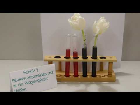 Wassertransport in Pflanzen