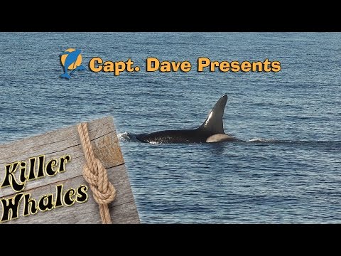 Thumbnail for Killer Whales Make Rare Visit to Southern California by R.E.M.