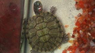 Red Eared Slider Turtle