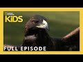 Kirby The Falconer Weird But True S1 E13 Full Episode Natgeokids