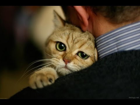 Как кошки показывают свою любовь нам.
