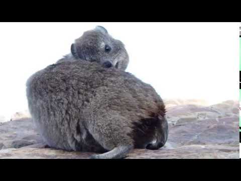 Dassie, Hermanus, October 2015