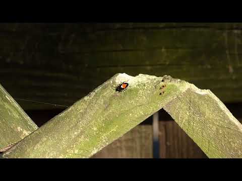 nature in my backyard episode 252 (HD)