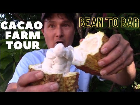 Discovering the Magic of Cacao: A Farm Tour for Chocolate Lovers