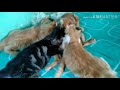 Usia 5 Bulan Kitten Masih Nyusu Asi