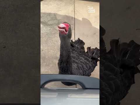 Un cygne noir vocal accueille une femme à l'extérieur de sa voiture