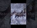 Kōhachirō Miyata & Rodrigo Rodríguez (The Distant Call of the Deer) #Shakuhachi #duet  #flute