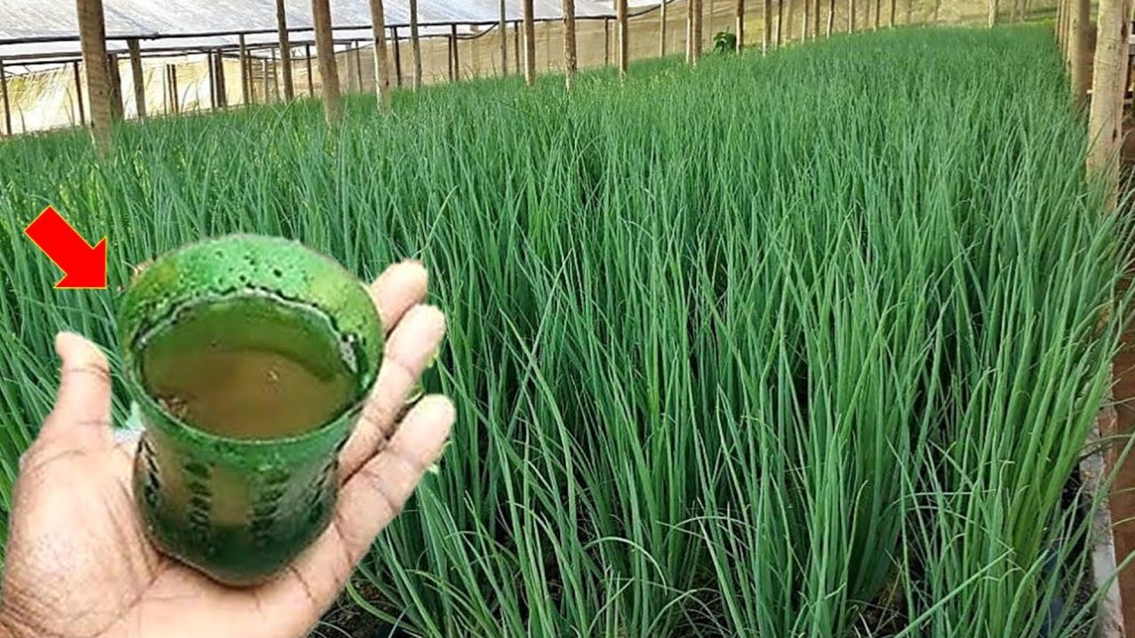Melhor adubo para cebolinha crescer e engrossar rápido (o ano todo)