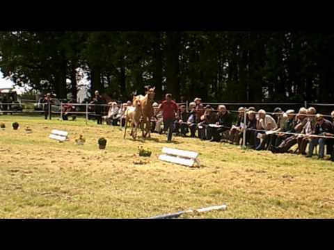 Heliolitida MD v. Quasi Gold