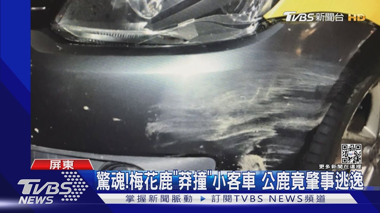開車遊墾丁...衝出一頭梅花鹿 撞保桿墾管處會賠償