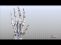Hand Anatomy Animated Tutorial
